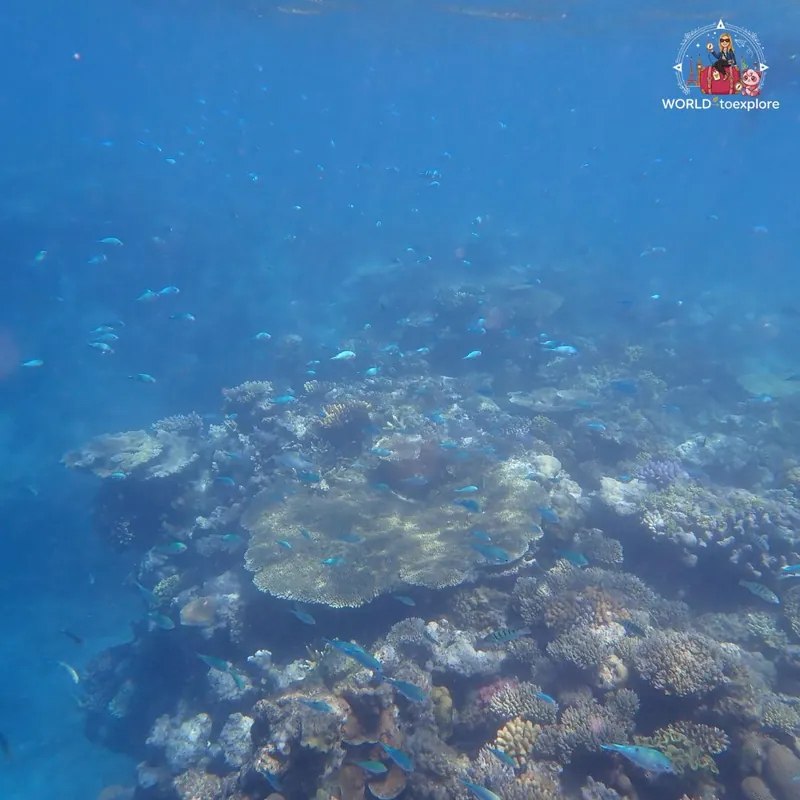 Great Barrier Reef, Australia
