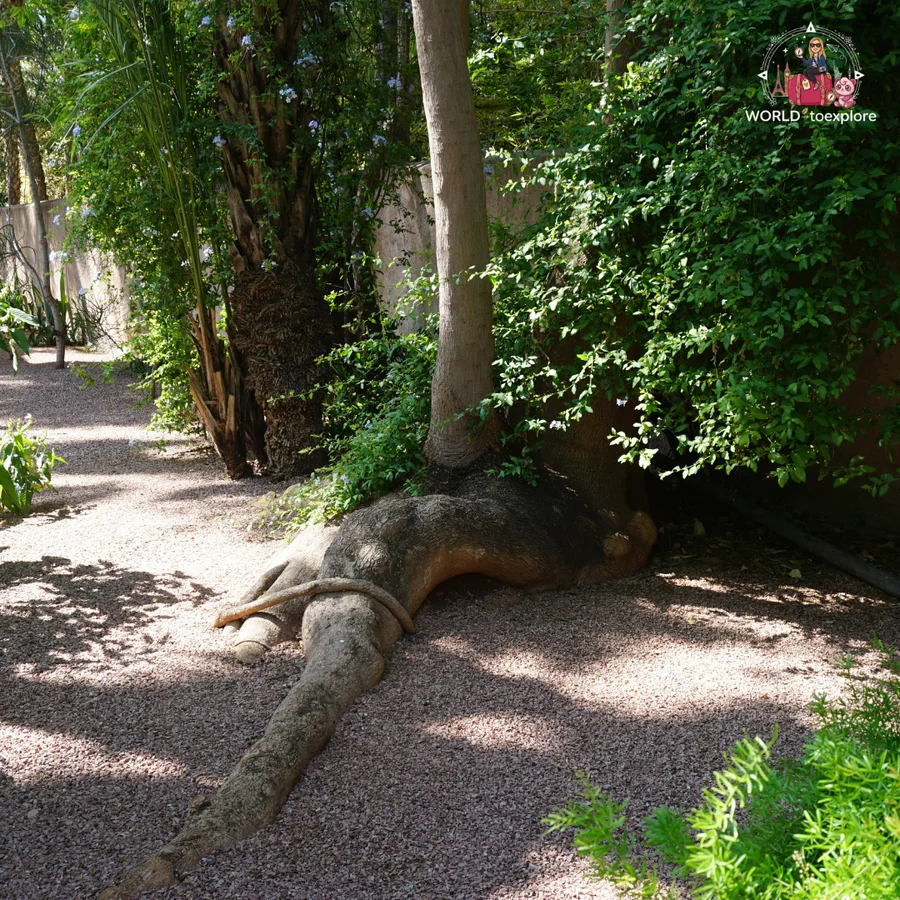 Tree with thick roots at the surface of the gravel ground, on a shaded path in the garden