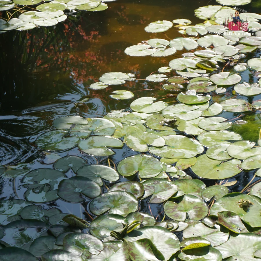 Water lilies floating on a pond of dark water