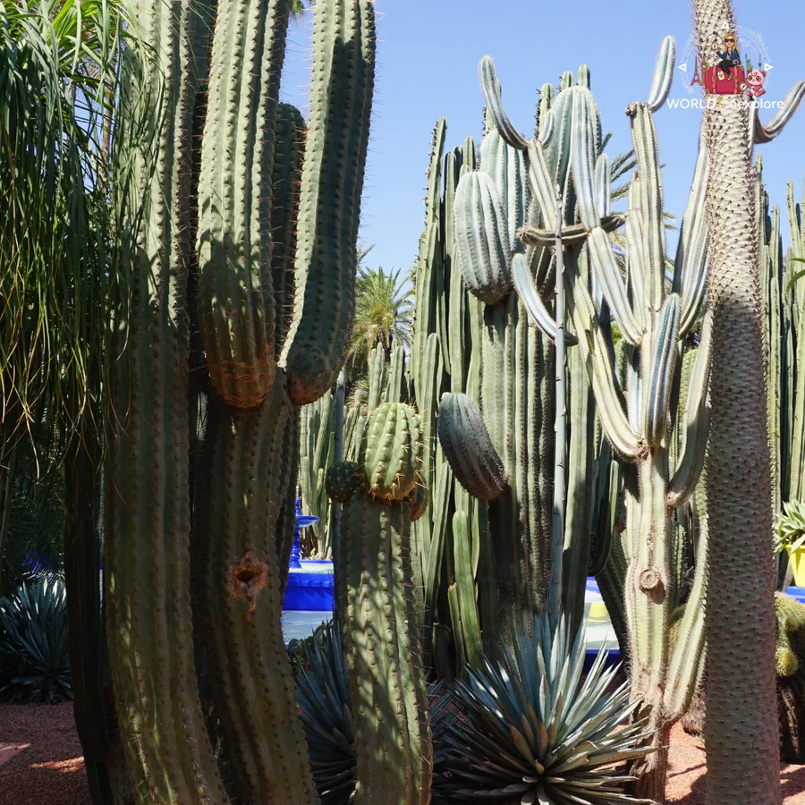 Tall, sculptural cacti in the sun, with blue pots in the background