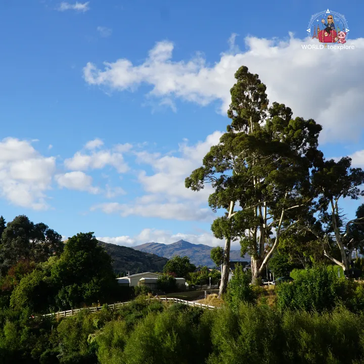 Tall eucalyptus trees silhouetted against a blue sky, with the Queenstown mountains in the background
