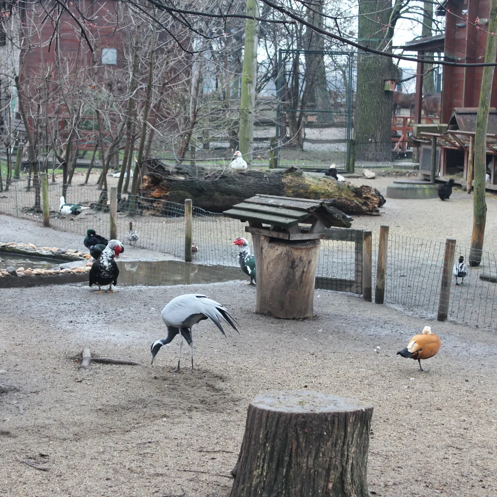 Mini Zoo
