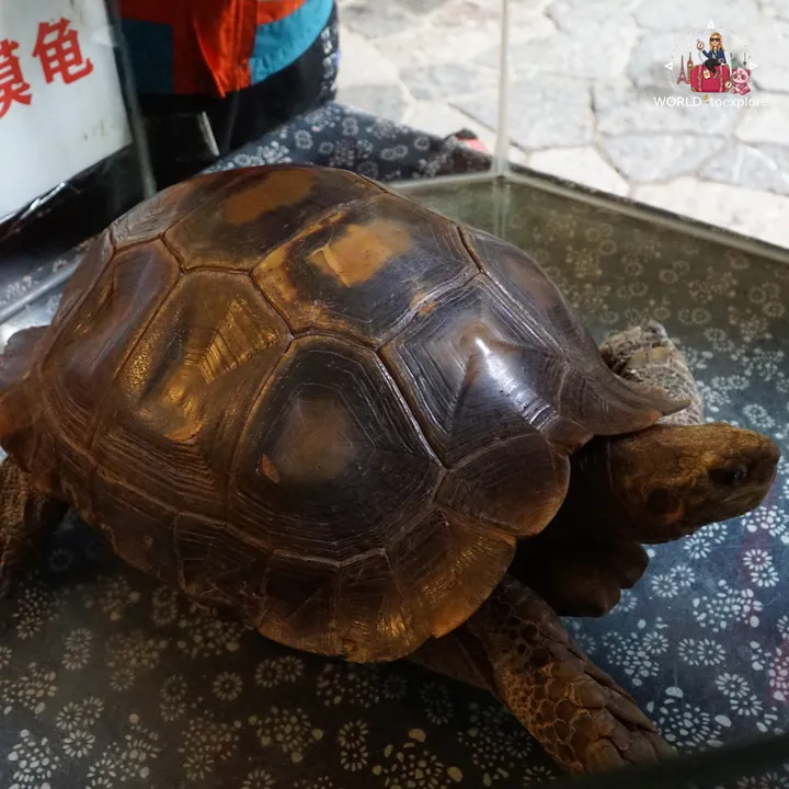 Tortoise in a glass tank, next to a sign in Chinese