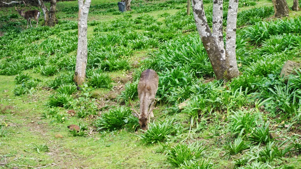 Monte Brasil Terceira Açores Azores Portugal Roteiros Scripts