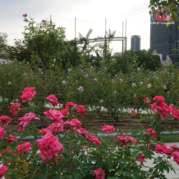 Close-up of pink roses at the Nakanoshima Rose Garden, with a skyscraper in the background