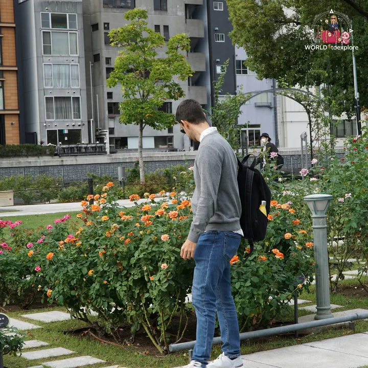 Man looking at orange roses at the Nakanoshima Rose Garden