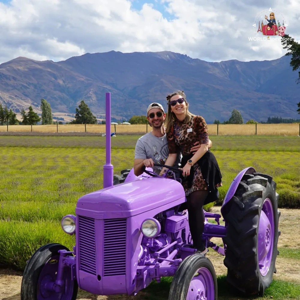 Purple tractor in the lavender fields of the Wanaka Lavender Farm