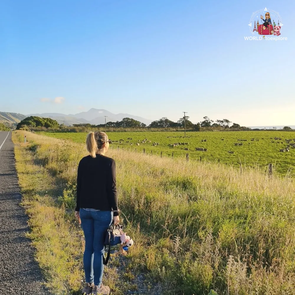 On the way to Picton, through the South Island landscapes