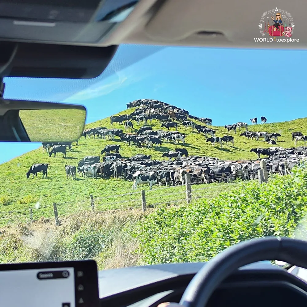 Flocks on the green hills of the North Island, seen from the car