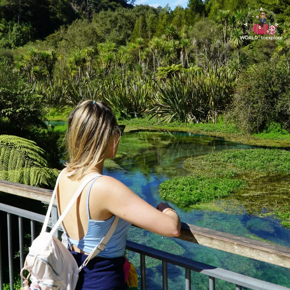 The Blue Spring, in Putāruru, of crystal-clear water
