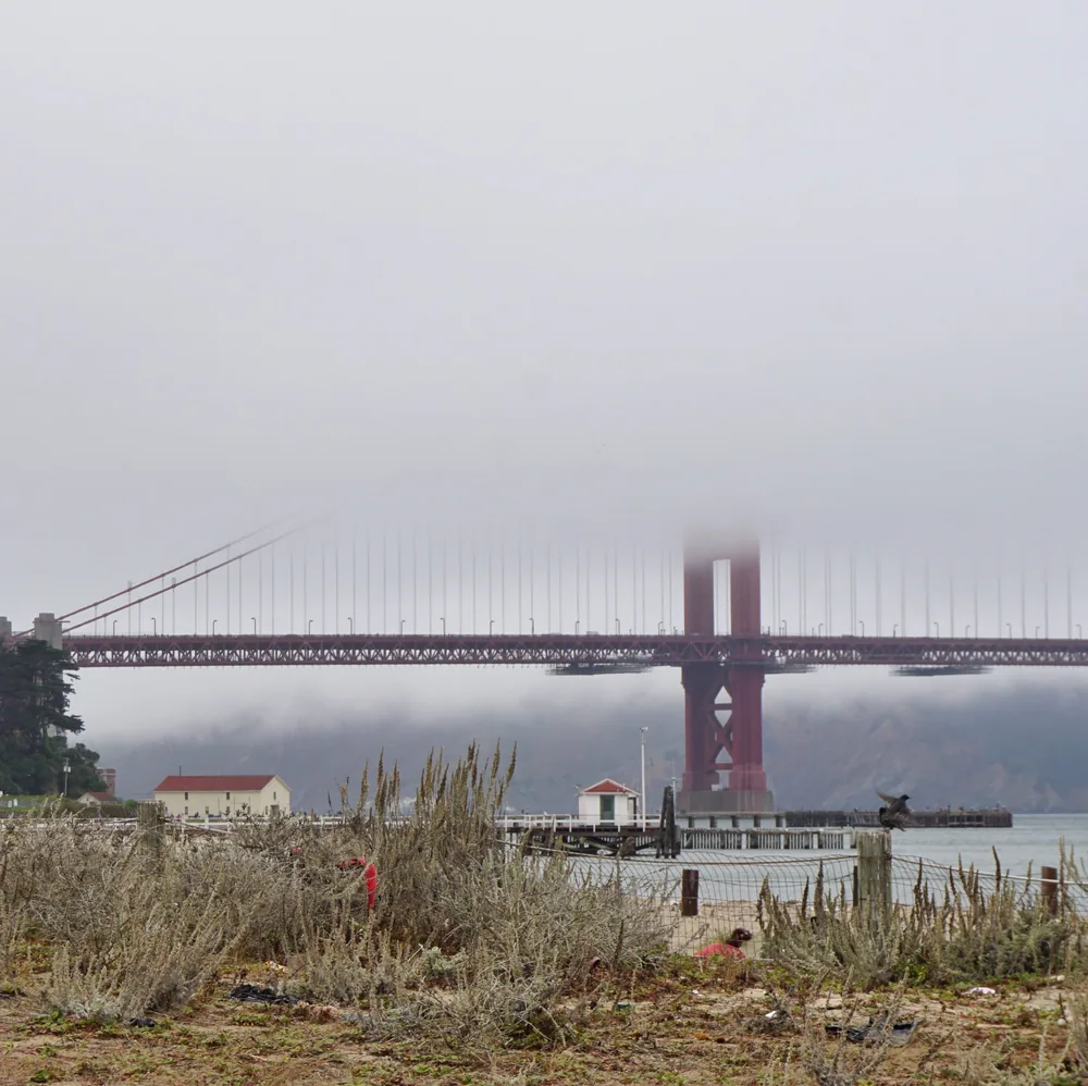The towers of the Golden Gate Bridge partly hidden by fog, seen from Torpedo Wharf, with coastal scrub in the foreground