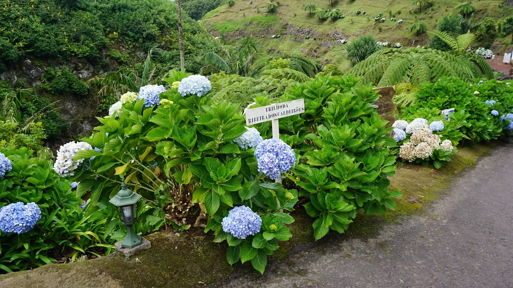Parque Natural da Ribeira dos Caldeirões Nordeste São Miguel Açores Portugal Viagem