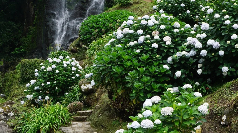 Parque Natural da Ribeira dos Caldeirões Nordeste São Miguel Açores Portugal Viagem