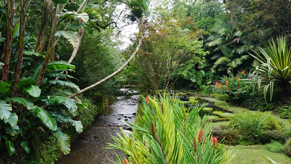 Parque Terra Nostra São Miguel Açores Portugal Viagem